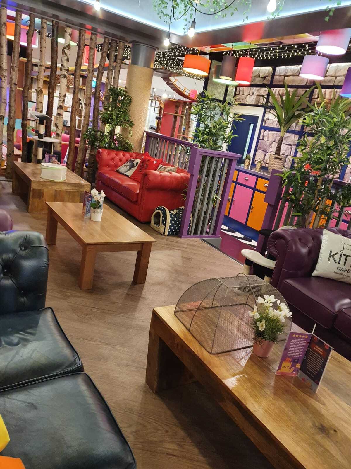 Birmingham Kitty Cafe