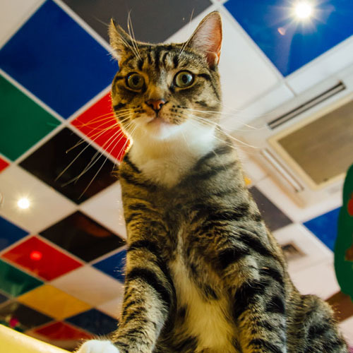 Meet the Cats Kitty Cafe