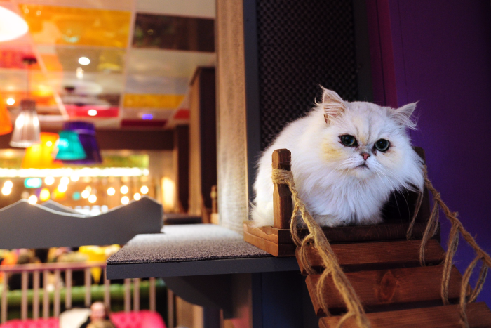 Leeds Kitty Cafe