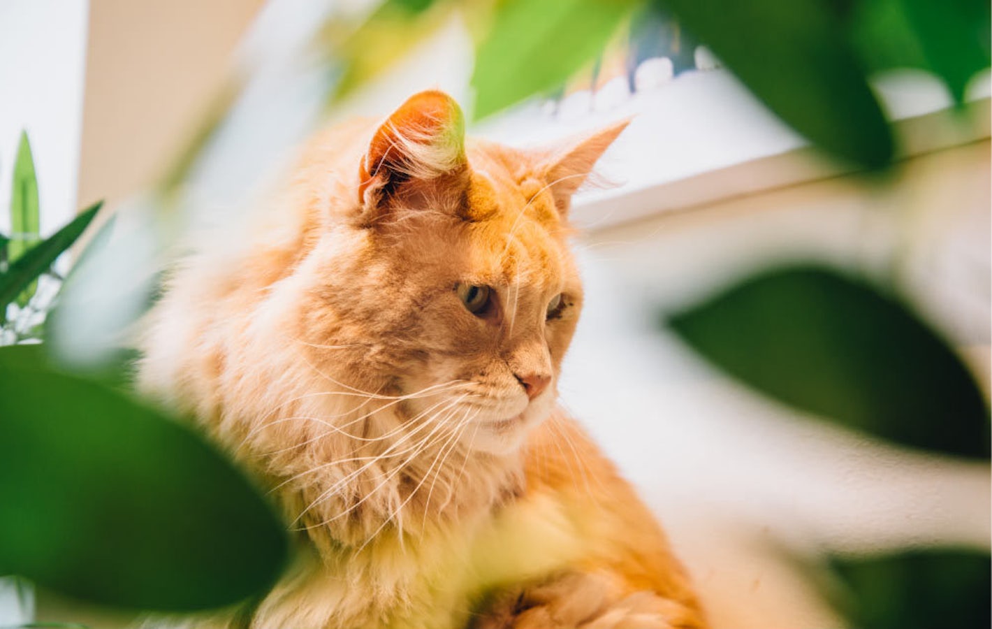 Cat Café and Cat Rescue Centre | Kitty Cafe