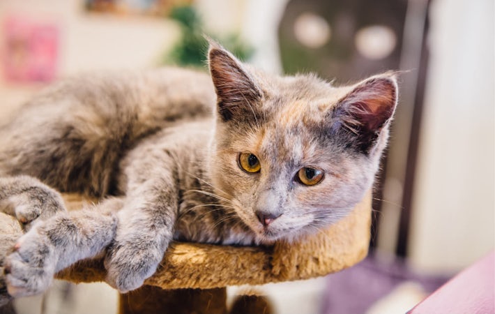 Cat Café and Cat Rescue Centre | Kitty Cafe